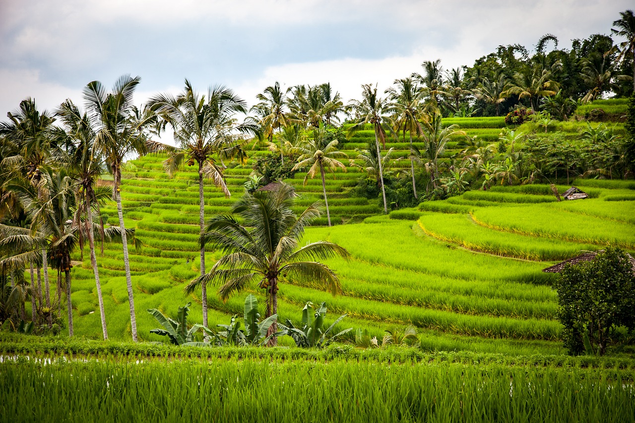 Grüne Reisterrassen im Hochland von Bali